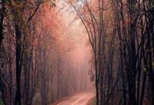 雷速-拉力赛巡回赛掀起高潮，庐州巨龙队大胜剑门迅豹队，战至最后一刻——逆风翻盘的范本的简单介绍